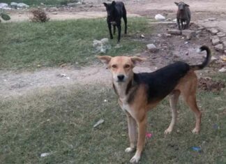 कलायत में पागल कुत्ते का आतंक, रेबीज संक्रमण फैलने की गहरी दहशत, अस्पताल में वैक्सीन खत्म Kaithal News