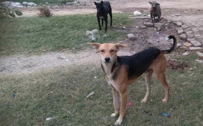 Kaithal News Kaithal News