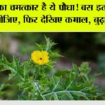 Satyanashi Plant Benefits: धरती का चमत्कार है ये पौधा! बस इतने दिन तक खा लीजिए, फिर देखिए कमाल… Satyanashi Plant Benefits