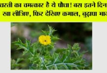 Satyanashi Plant Benefits: धरती का चमत्कार है ये पौधा! बस इतने दिन तक खा लीजिए, फिर देखिए कमाल… Satyanashi Plant Benefits