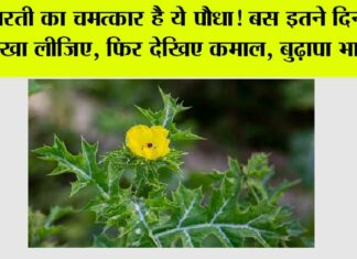 Satyanashi Plant Benefits