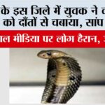UP Snake News: यूपी के इस जिले में युवक ने कोबरा के फन को दाँतों से चबाया, सांप की मौत, सोशल मीडिया पर लोग हैरान, जानें UP Snake News