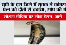 UP Snake News: यूपी के इस जिले में युवक ने कोबरा के फन को दाँतों से चबाया, सांप की मौत, सोशल मीडिया पर लोग हैरान, जानें UP Snake News