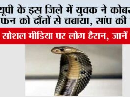 UP Snake News