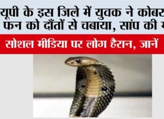 UP Snake News