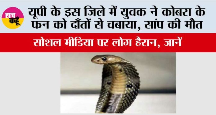 UP-Snake-News UP Snake News