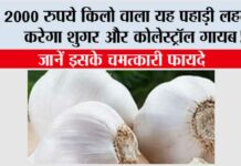 Use Of Kashmiri Garlic: 2000 रुपये किलो वाला यह पहाड़ी लहसुन करेगा शुगर और कोलेस्ट्रॉल गायब! जानें इसके चमत्कारी फायदे Use Of Kashmiri Garlic