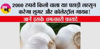 Use Of Kashmiri Garlic