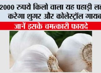 Use Of Kashmiri Garlic: 2000 रुपये किलो वाला यह पहाड़ी लहसुन करेगा शुगर और कोलेस्ट्रॉल गायब! जानें इसके चमत्कारी फायदे Use Of Kashmiri Garlic