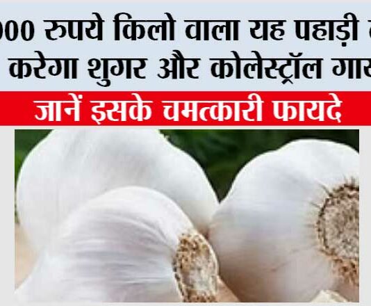 Use Of Kashmiri Garlic: 2000 रुपये किलो वाला यह पहाड़ी लहसुन करेगा शुगर और कोलेस्ट्रॉल गायब! जानें इसके चमत्कारी फायदे Use Of Kashmiri Garlic
