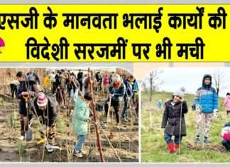 Tree Plantation: विदेशों में मच रही MSG के मानवता भलाई कार्यों की धूम