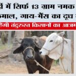 Winter Cow Buffaloes Care