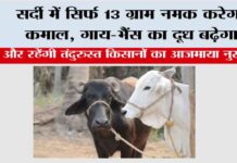 Winter Cow Buffaloes Care: सर्दी में सिर्फ 13 ग्राम नमक करेगा कमाल, गाय-भैंस का दूध बढ़ेगा, किसानों का आजमाया नुस्खा Winter Cow Buffaloes Care