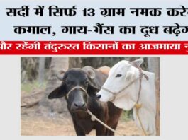 Winter Cow Buffaloes Care