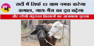 Winter Cow Buffaloes Care