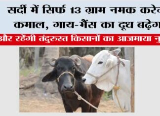 Winter Cow Buffaloes Care