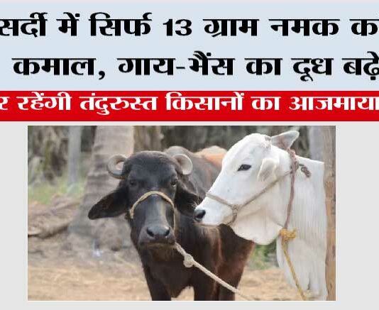 Winter Cow Buffaloes Care: सर्दी में सिर्फ 13 ग्राम नमक करेगा कमाल, गाय-भैंस का दूध बढ़ेगा, किसानों का आजमाया नुस्खा Winter Cow Buffaloes Care