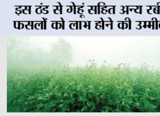 Agriculture News: इस ठंड से गेहूं सहित अन्य रबी फसलों को लाभ होने की उम्मीद Agriculture News