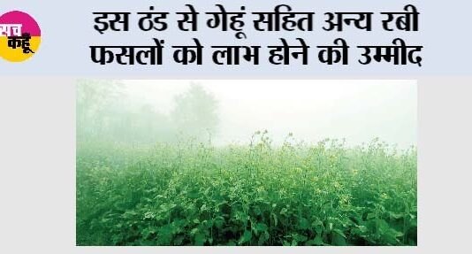 Agriculture News: इस ठंड से गेहूं सहित अन्य रबी फसलों को लाभ होने की उम्मीद Agriculture News