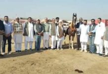 Bhatner Horse Fair Begins: भटनेर अश्व मेला शुरू, आकर्षण का केन्द्र रहेंगे मारवाड़ी-नुकरा नस्ल के अश्व Hanumangarh News