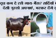 Farmers News: दूध कम दे रही गाय-भैंस? सर्दियों में ये देसी नुस्खे अपनाएं, भरकर देंगे दूध Farmers News