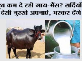 Farmers News: दूध कम दे रही गाय-भैंस? सर्दियों में ये देसी नुस्खे अपनाएं, भरकर देंगे दूध Farmers News