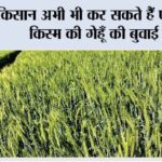 किसान अभी भी कर सकते हैं पछेती किस्म की गेहूँ की बुवाई Farmer News