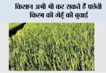 किसान अभी भी कर सकते हैं पछेती किस्म की गेहूँ की बुवाई Farmer News