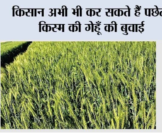किसान अभी भी कर सकते हैं पछेती किस्म की गेहूँ की बुवाई Farmer News