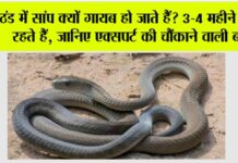 Snake News: ठंड में सांप क्यों गायब हो जाते हैं? 3-4 महीने कहाँ रहते हैं, जानिए एक्सपर्ट की चौंकाने वाली बात Snake News