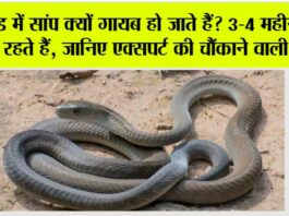 Snake News: ठंड में सांप क्यों गायब हो जाते हैं? 3-4 महीने कहाँ रहते हैं, जानिए एक्सपर्ट की चौंकाने वाली बात Snake News