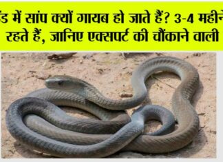 Snake News: ठंड में सांप क्यों गायब हो जाते हैं? 3-4 महीने कहाँ रहते हैं, जानिए एक्सपर्ट की चौंकाने वाली बात Snake News