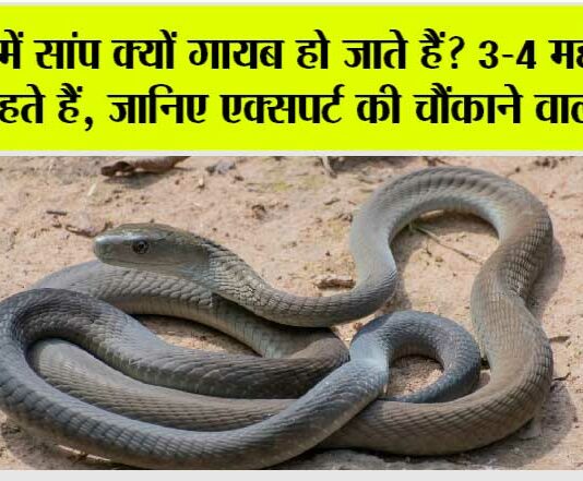 Snake News: ठंड में सांप क्यों गायब हो जाते हैं? 3-4 महीने कहाँ रहते हैं, जानिए एक्सपर्ट की चौंकाने वाली बात Snake News