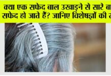 White Hair: क्या एक सफेद बाल उखाड़ने से सारे बाल सफेद हो जाते हैं? जानिए विशेषज्ञों की राय White Hair