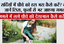 Winter Gardening Tips