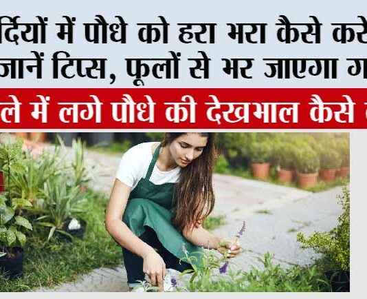 Winter Gardening Tips