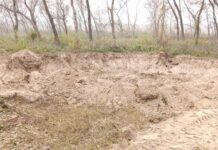 मानकपुर में पंचायती जंगल से शीशम के अवैध कटान के बाद अवैध खनन, एसडीएम ने सूचना के बाद दिए कार्रवाई के आदेश Chhachhrauli News