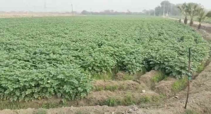 Hanumangarh News Hanumangarh News