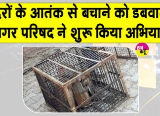 Monkey-catching campaign: डबवाली में बंदरों के बढ़ते आतंक को देखते हुए नगर परिषद ने शुरू किया ये अभियान