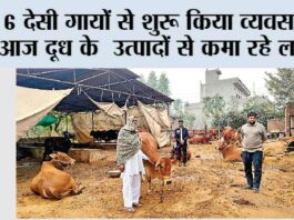 Dairy Farming: 6 देसी गायों से शुरू किया व्यवसाय, आज दूध के उत्पादों से कमा रहे लाखों Dairy Farming