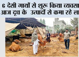 Dairy Farming: 6 देसी गायों से शुरू किया व्यवसाय, आज दूध के उत्पादों से कमा रहे लाखों Dairy Farming