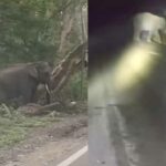 рдХрд▓реЗрд╕рд░ рд░рд╛рд╖реНрдЯреНрд░реАрдп рдЙрджреНрдпрд╛рди рд╕реЗ рд╕рдЯреЗ рдЗрд▓рд╛рдХреЛрдВ рдореЗрдВ рд╣рд╛рдерд┐рдпреЛрдВ рдХрд╛ рдЦрддрд░рд╛ рдмрдврд╝рд╛, рджрд╣рд╢рдд рдореЗрдВ рдХрд┐рд╕рд╛рди Pratap Nagar News