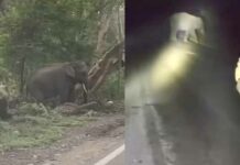 कलेसर राष्ट्रीय उद्यान से सटे इलाकों में हाथियों का खतरा बढ़ा, दहशत में किसान Pratap Nagar News