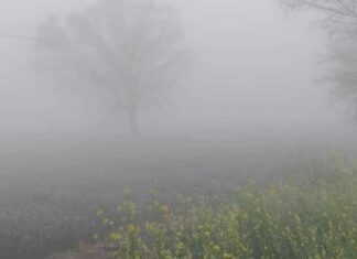 Rajasthan Weather Update: छाया घना कोहरा, अब पश्चिमी विक्षोभ की आहट, मावठ के आसार Hanumangarh News