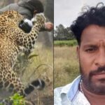 Leopard News