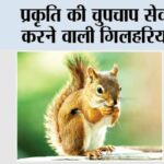 Lucky Animal Squirrel