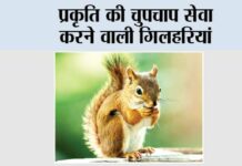 Lucky Animal Squirrel: प्रकृति की चुपचाप सेवा करने वाली गिलहरियां Lucky Animal Squirrel
