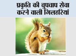 Lucky Animal Squirrel: प्रकृति की चुपचाप सेवा करने वाली गिलहरियां Lucky Animal Squirrel