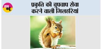 Lucky Animal Squirrel