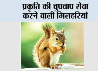 Lucky Animal Squirrel